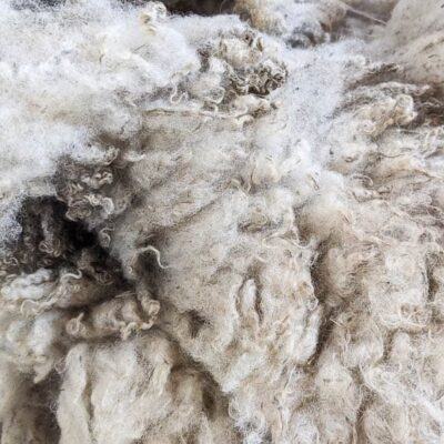 Indigo Bunting - Wool Batting – Grey Fox Felting